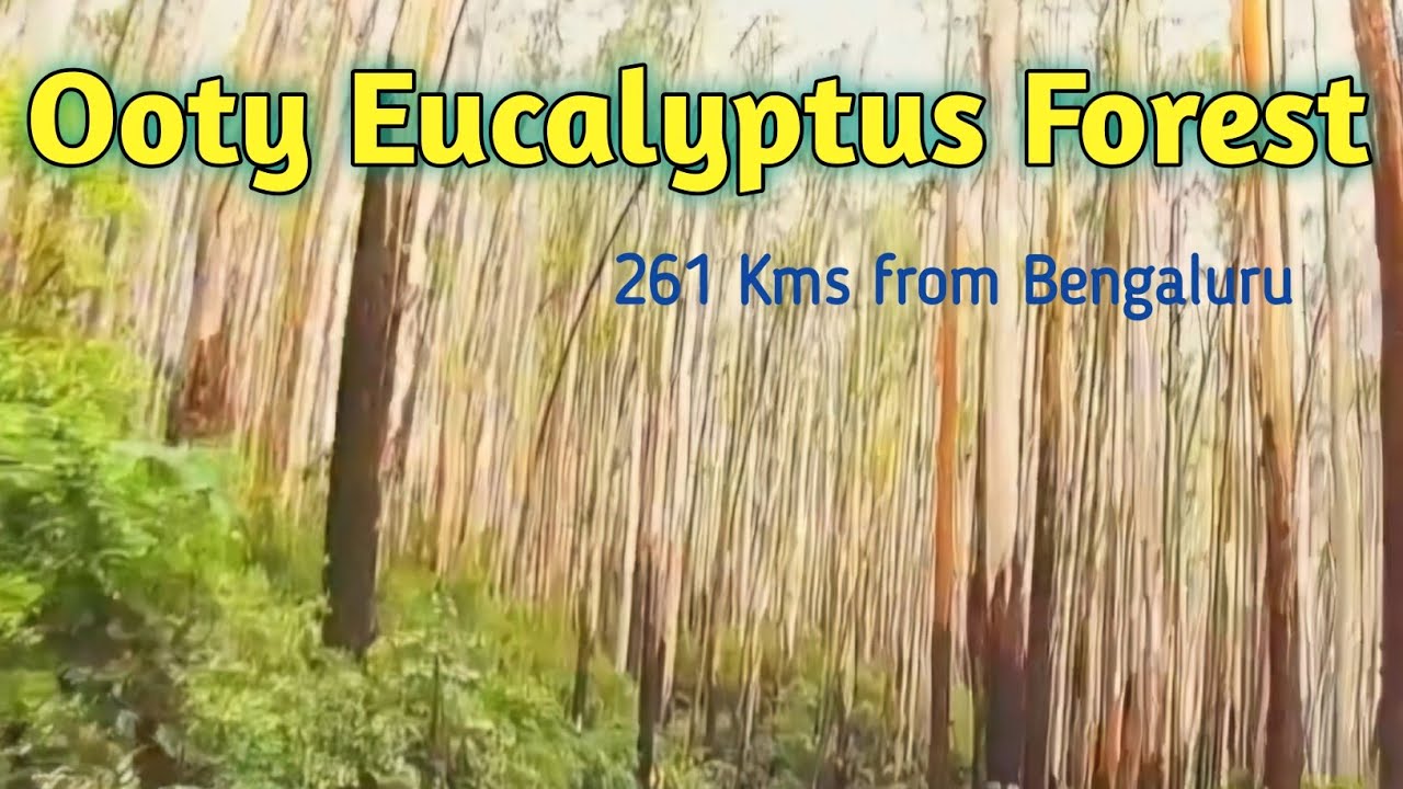 Ooty Eucalyptus Trees Forest | Nilgiri | Scenic Route - YouTube