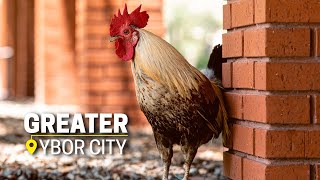 Home of the Chicken | Greater Ybor City