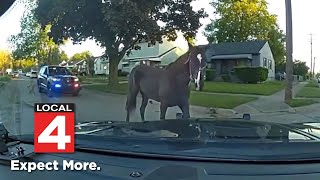 Councilwoman, police safely remove horse wandering Inkster