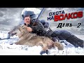 охота на ВОЛКОВ.   ВОЛЧИЦА УВЕЛА ЗА 50 км!