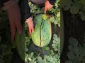 🍉What about our watermelon? #fruits #watermelon #harvesting #farming #farmlife #fruitcutting