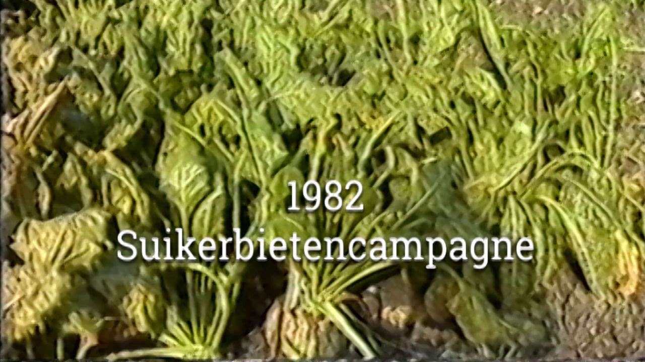 1982 - suikerbietencampagne