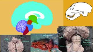CLADOGRAM EUTHERIAN MAMMALS 2