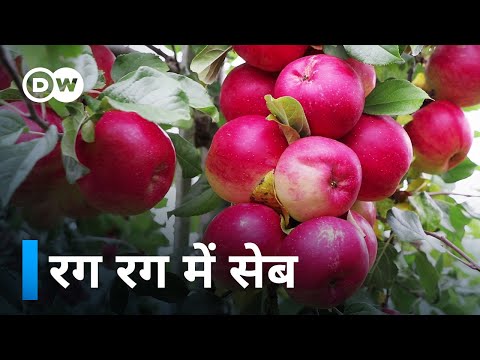 वीडियो: जाम के लिए कौन से सेब बेहतर हैं