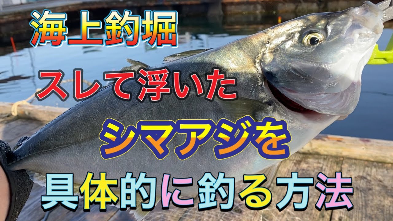 スレて浮いたシマアジを具体的に釣る方法 海上釣堀 Youtube