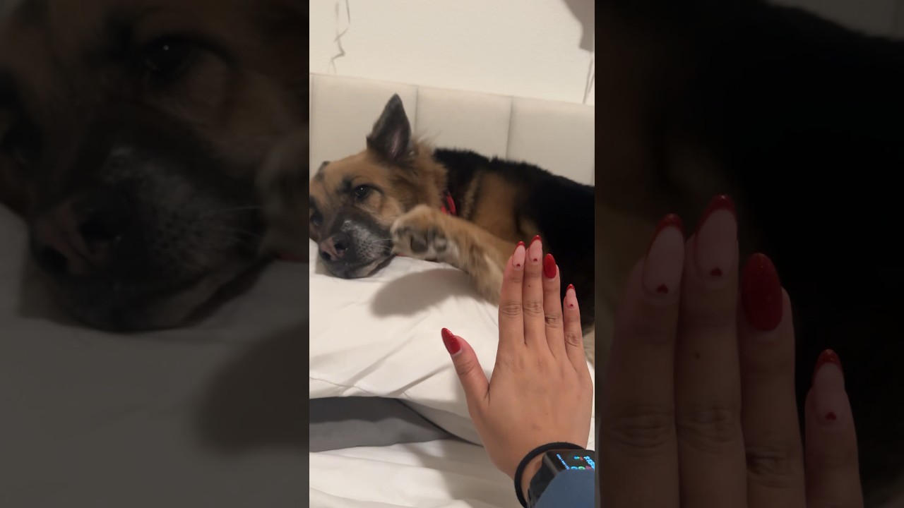 German Shepherd Beagle Mix Dog High Five 