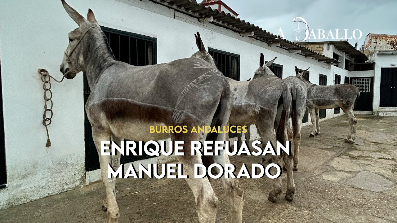 La Base Invisible: Descubre el Poder de un Asiento Equilibrado en la Equitación