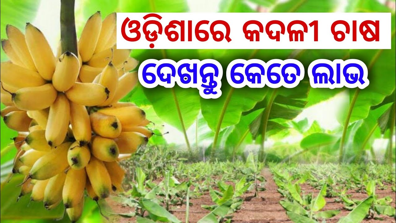 Banana Farming In Odisha all details explained in Odia, How to banana