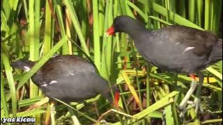 🔴 pikat burung mandar batu paling gacor