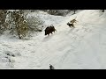 Full aksyon domuz avi  heyecan dolu av  chasse sanglier  wild boar hunting in turkey  2023 av