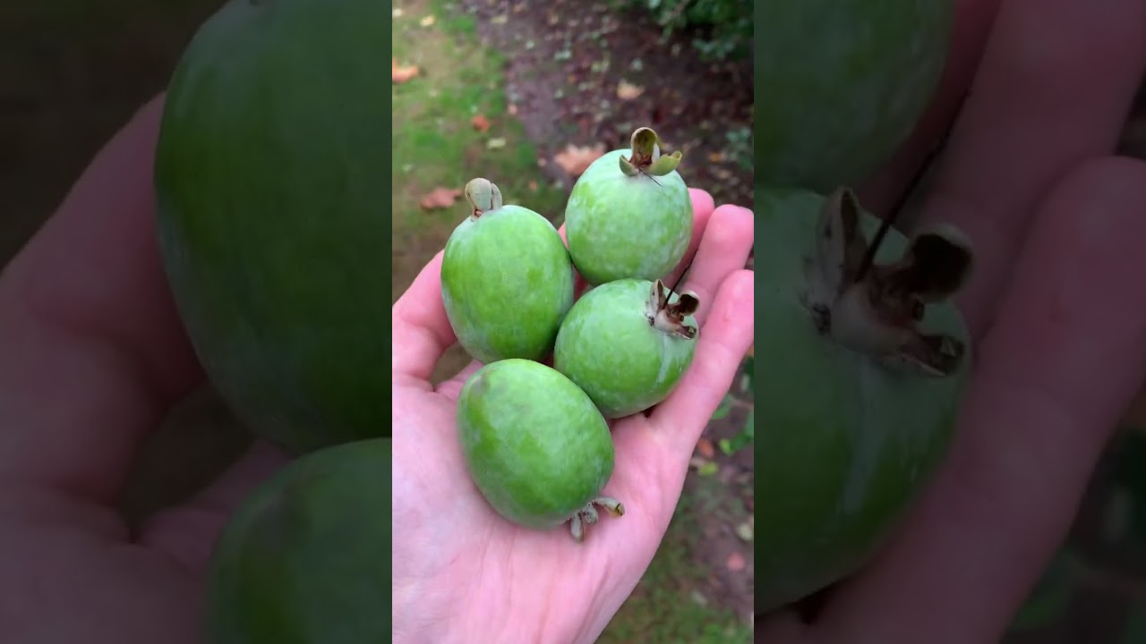 Pineapple Guava Season