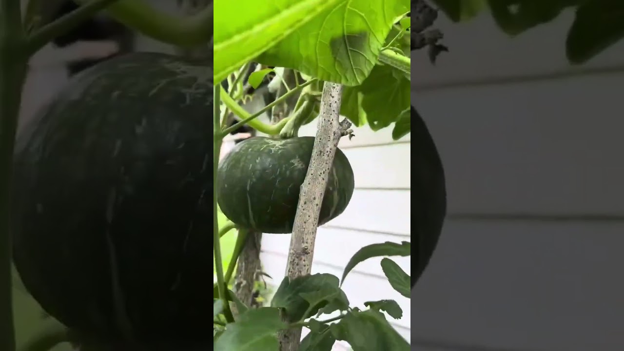 Our Vegetable Garden 