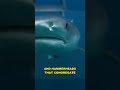 The Ocean's Big Five: Sharks You Need to Know