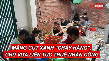 Măng cụt xanh “cháy hàng”, chủ vựa liên tục thuê nhân công gọt vỏ | NLĐO