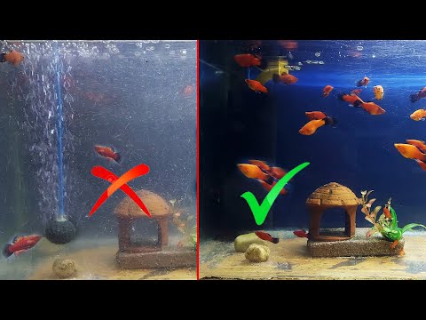 Video: Panloob Na Mga Filter Ng Aquarium: Kalamangan At Kahinaan