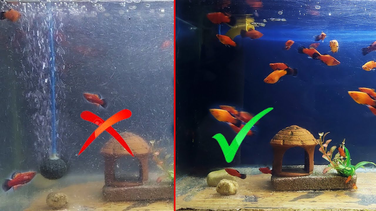 DIY Aquarium Filter With Airpump YouTube diy-aquarium-filter-with-airpump-youtube