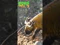 Ang pambansang hayop ng Bhutan #shorts | Born To Be Wild