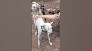 Meet A Beautiful Girl Who Brings Dogs To Breed 