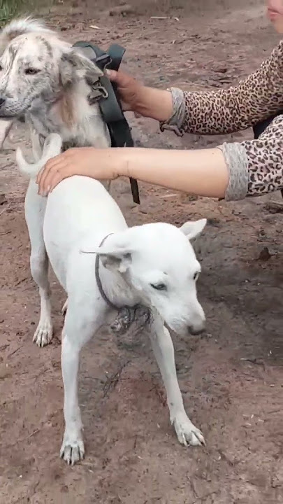 Meet a beautiful girl who brings dogs to breed