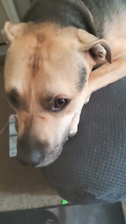 Dog What U Looking At Like Dat YouTube dog-what-u-looking-at-like-dat-youtube