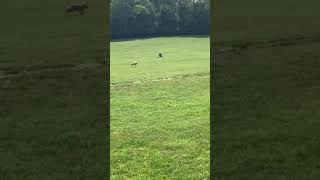 Myrtle’s first time lure coursing by HeritageGoldens 743 views 4 years ago 1 minute, 5 seconds