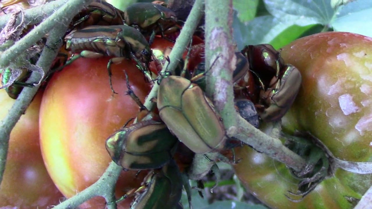 Green June Beetles Swarming Tomatoes On The Plant YouTube