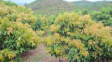 CHIA SẺ THỜI ĐIỂN VẢI THIỀU LẤY LỚP LỘC CUỐI CÙNG VÀ KHOANH HÃM 