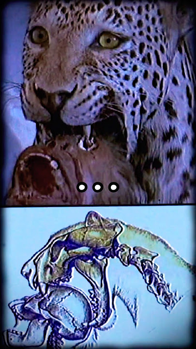 The most brutal death a prehistoric human had during the ice age