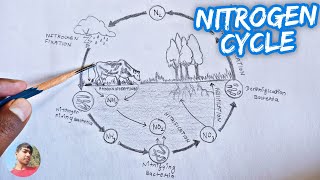 Solved tudent Activity Sheet #1 THE NITROGEN CYCLE nimales | Chegg.com