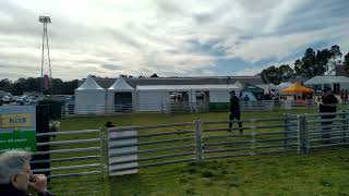 Working Dog Competition at Bendigo Sheep and Wool Show