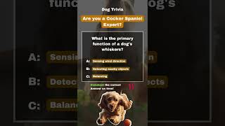 English Cocker Spaniel Trivia | Are You A Dog Expert? #cockerspaniel #englishcockerspaniel