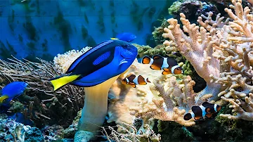 How does a clownfish change gender?