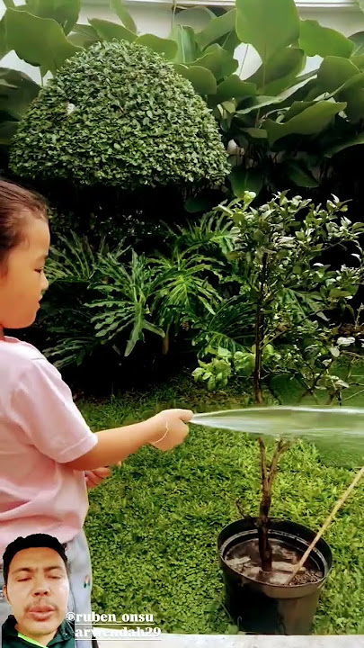 NIA BECOMES MAMIO AND PAPIO'S FAVORITE, AFTERNOON AFTERNOON WANT TO WATER PLANTS