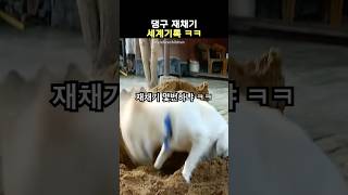 땅굴 파다가 재채기 50연속 하는 댕구 ㅋㅋㅋㅋ