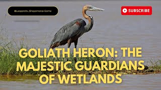 Goliath Herons: The Majestic Guardians of Wetlands