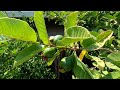 The guava fruit tree psidium guajava