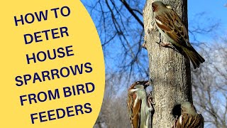 How to Deter House Sparrows at Bird Feeders 2021