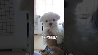 정품 친구들 사이에 짝퉁 장군