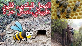 صنع خلية النحل من الفلين الطبيعي بطريقة تقليدية_النحل البلدي المغربي
