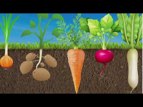 Pre-Primary/Jr.KG/Underground vegetables