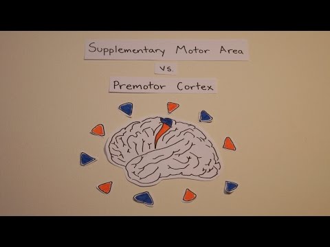 Supplementary Motor Area vs. Premotor Cortex