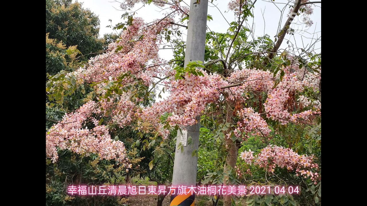 幸福山丘清晨旭日東昇方旗木油桐花盛開美景 21 04 04 Youtube 幸福山丘清晨旭日東昇方旗木油桐花盛開美景 21 04 04 Youtube