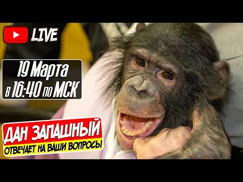 Видео: Они когда-нибудь нашли шимпанзе Мо?