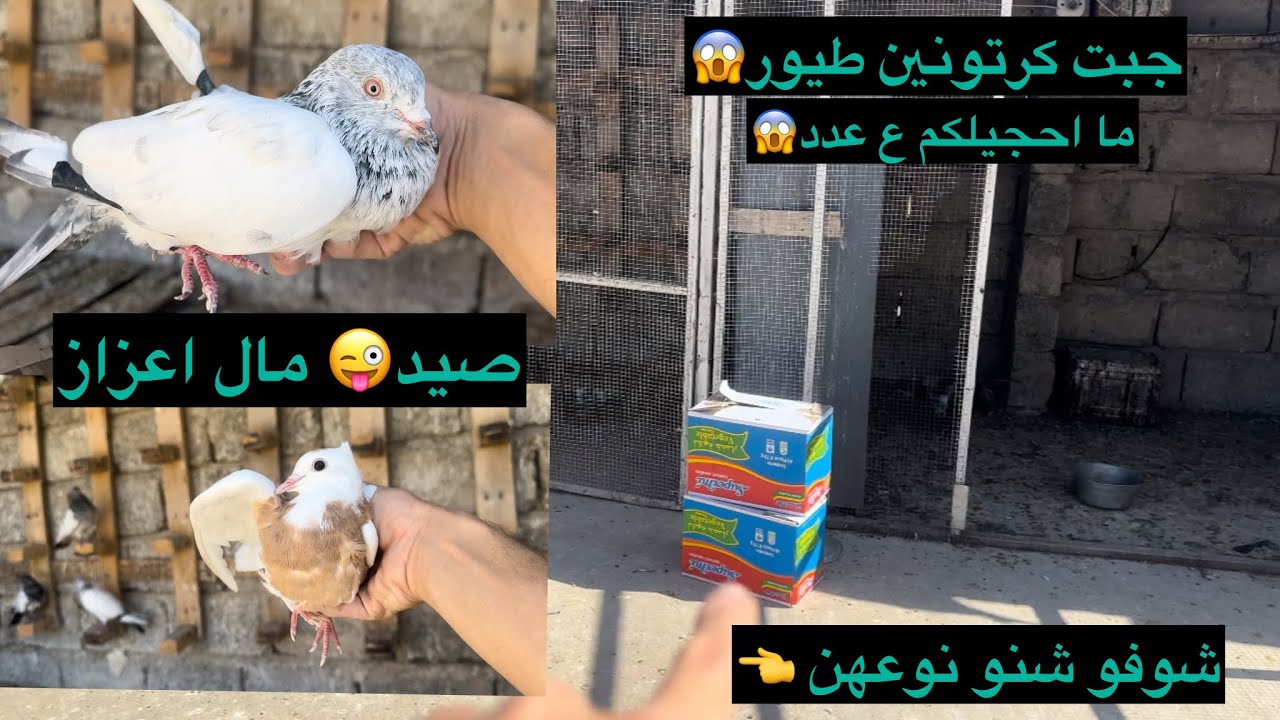جبت كرتونين طيور😱شوفو اشكد العدد😱صيد دبل ✌️شوفو البزون شمسوي بالطيور😣