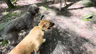 Tuesday at Cranbury - puppy’s first big hike in the woods 🥳