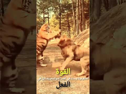 النمر يهين أسد فكلما كشر انيابه وصاح صفعه حتى هدا وانسحب كانه عرف علاجه المناسب نمر اسود 