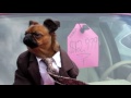 Dog used car salesman wants YOU to go for a ride in the car