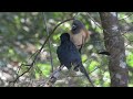 Face-off, Greater racket-tailed drongo and Rufous treepie