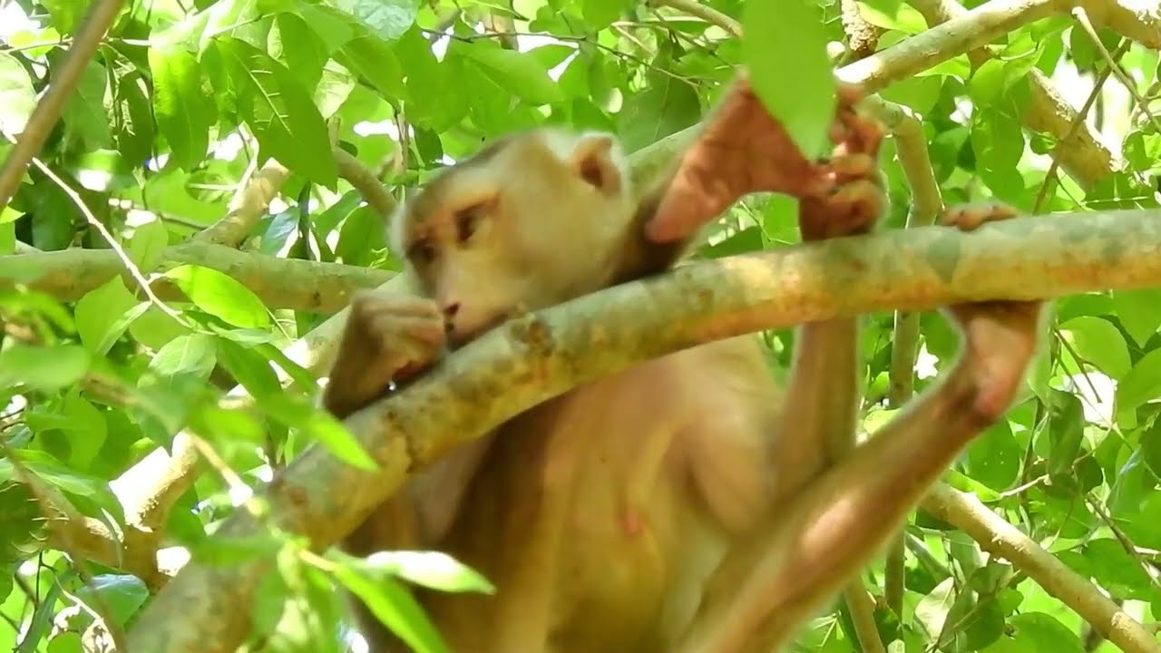 Kh Nature Monkey