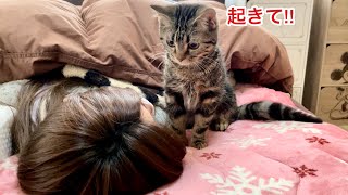 朝寝坊した飼い主を優しく起こしにきたイケメン子猫w